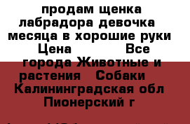 продам щенка лабрадора девочка 2 месяца в хорошие руки › Цена ­ 8 000 - Все города Животные и растения » Собаки   . Калининградская обл.,Пионерский г.